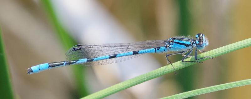 Photo of Marsh Bluet