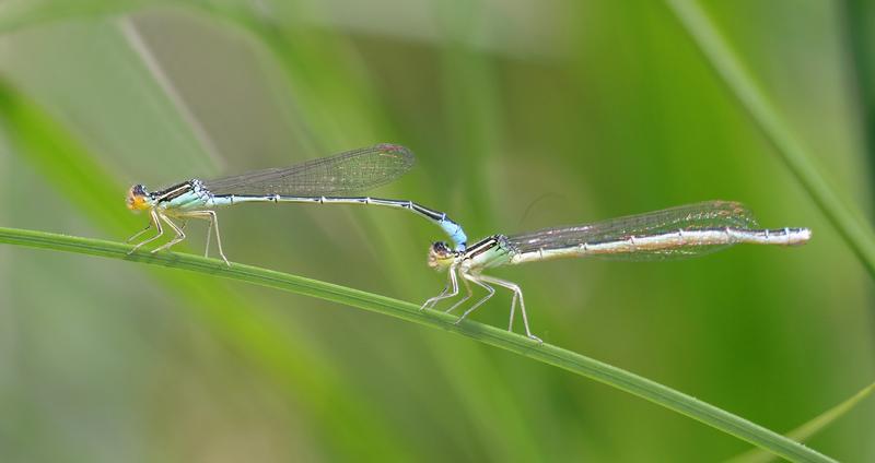 Photo of Rainbow Bluet