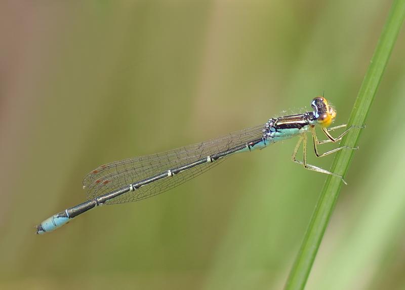 Photo of Rainbow Bluet