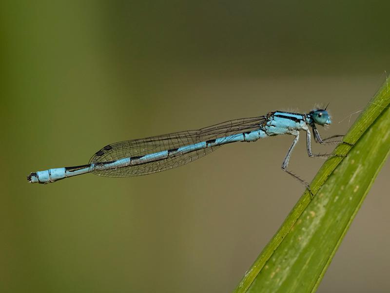 Photo of Marsh Bluet