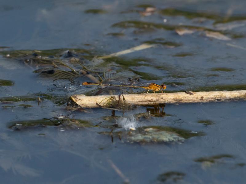 Photo of Orange Bluet