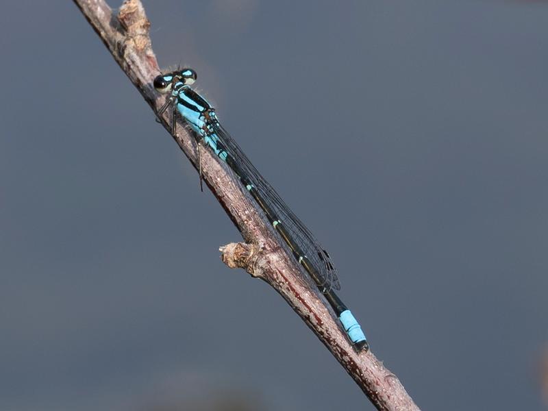 Photo of Skimming Bluet