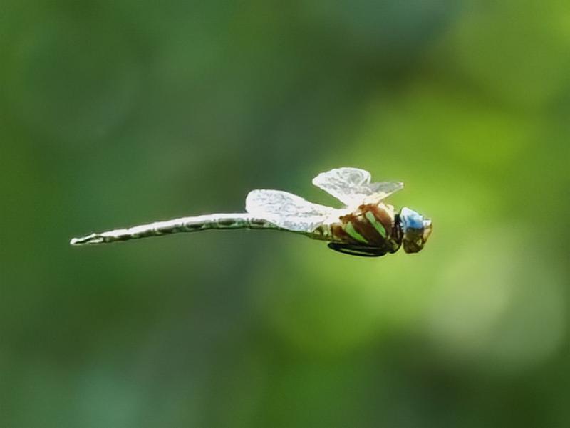 Photo of Swamp Darner