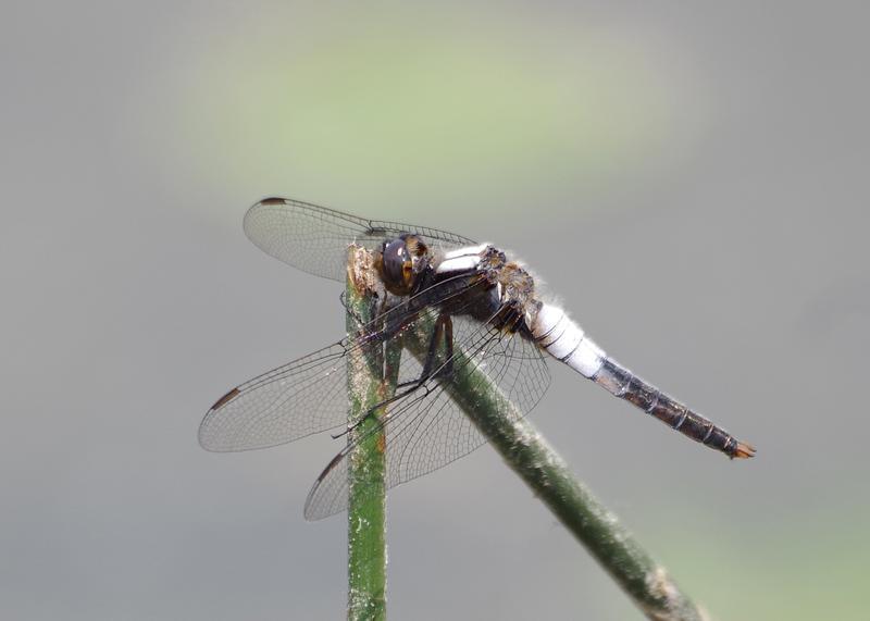 Photo of Chalk-fronted Corporal