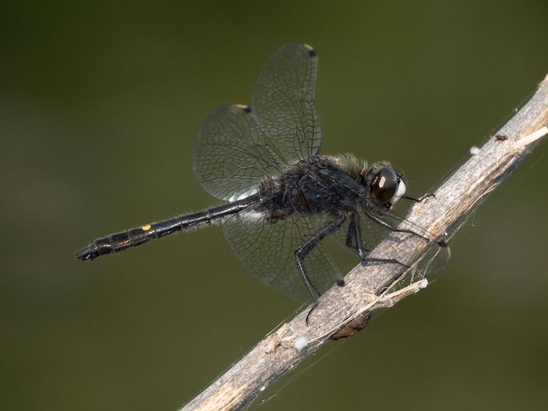 Photo of Dot-tailed Whiteface