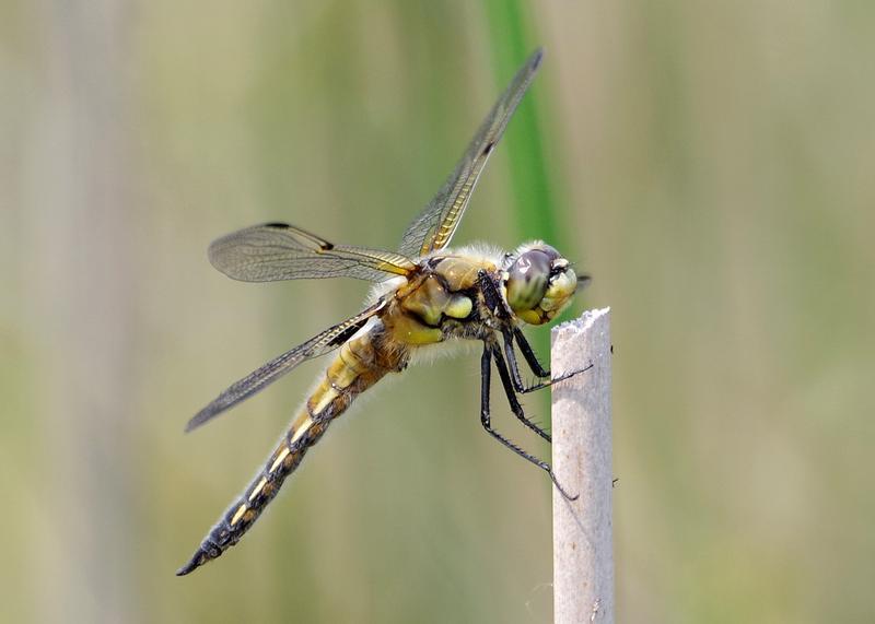 Photo of Four-spotted Skimmer