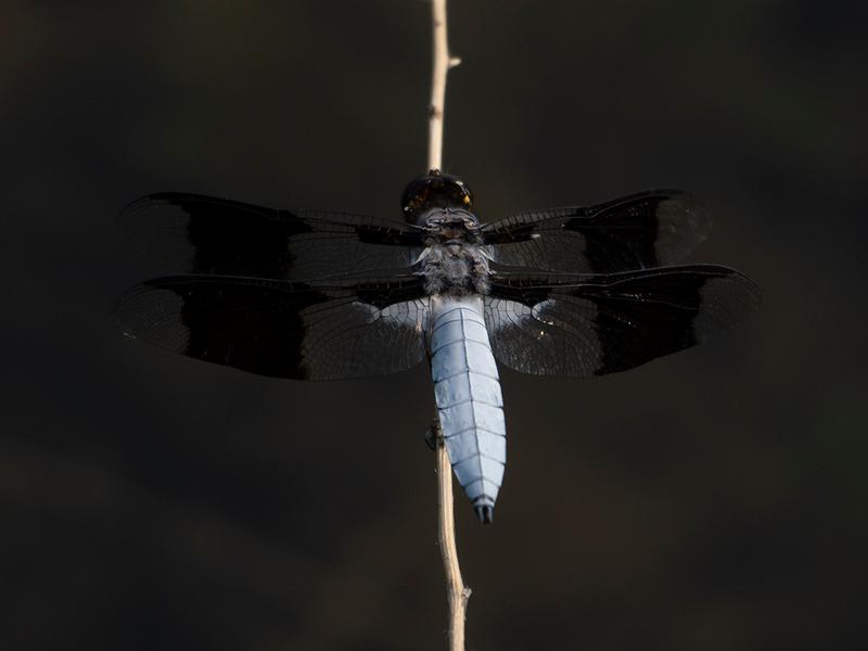 Photo of Common Whitetail