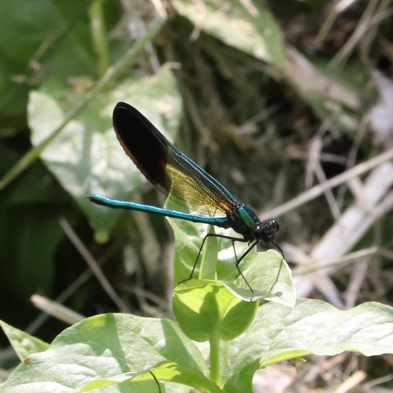 Photo of River Jewelwing