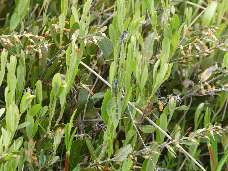 Photo of Aurora Damsel