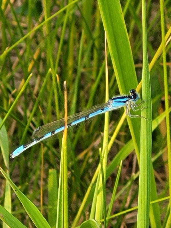 Photo of Familiar Bluet