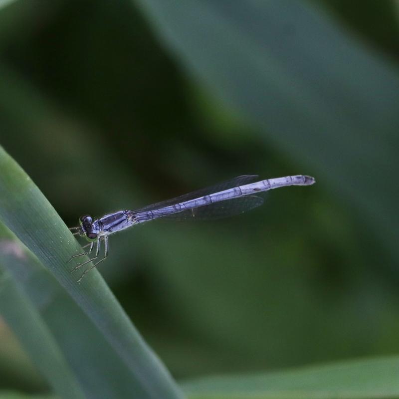 Photo of Eastern Forktail