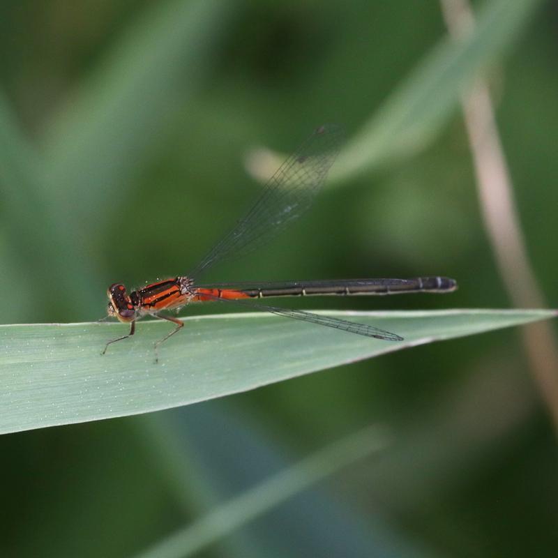 Photo of Eastern Forktail