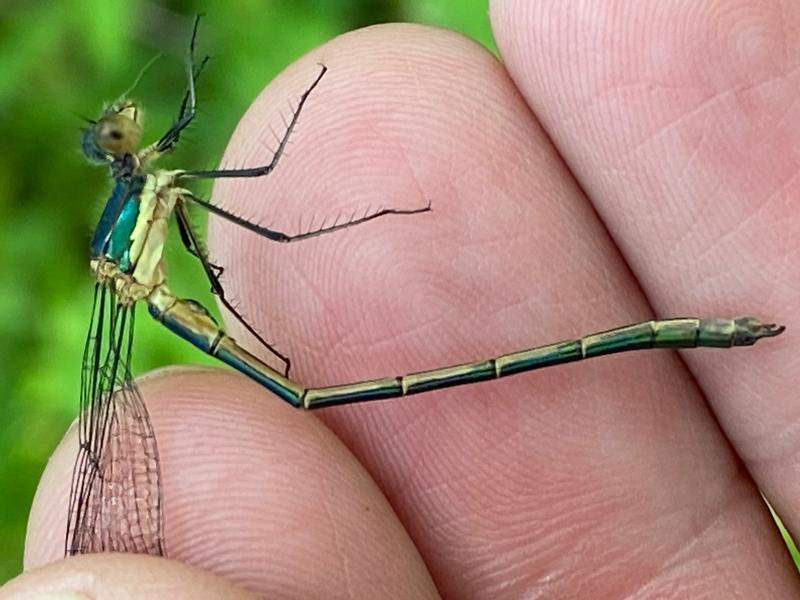 Photo of Emerald Spreadwing