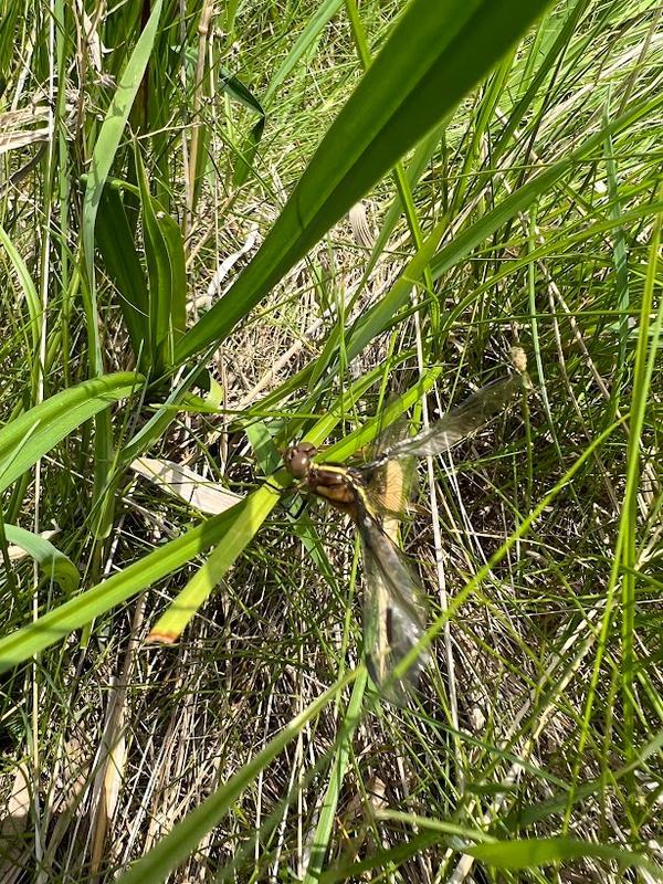 Photo of Widow Skimmer