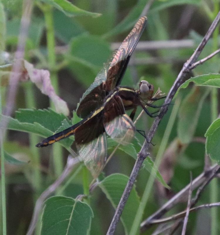Photo of Widow Skimmer