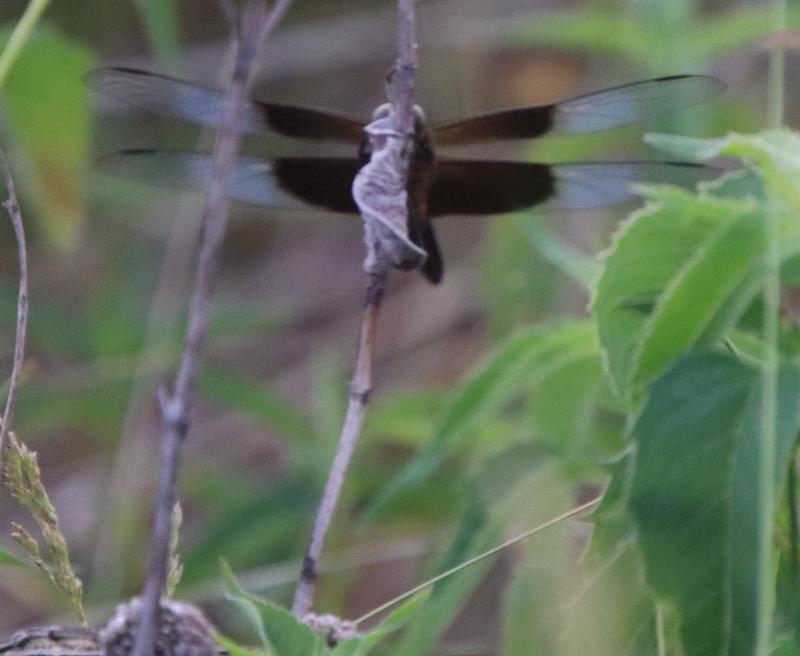 Photo of Widow Skimmer