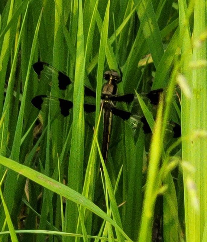 Photo of Twelve-spotted Skimmer