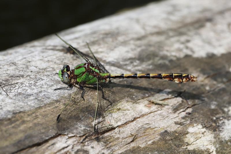 Photo of Sioux Snaketail