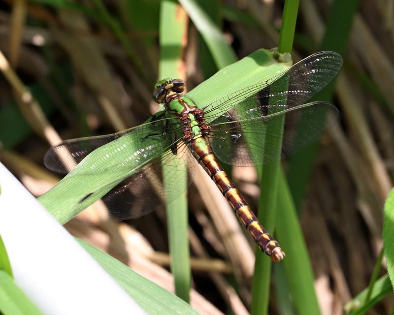 Photo of Sioux Snaketail