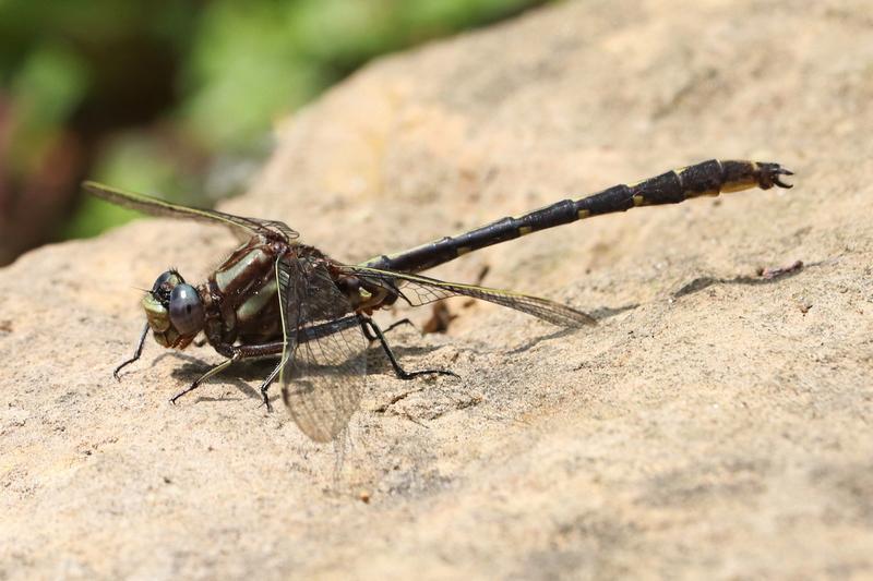 Photo of Ashy Clubtail