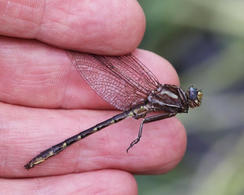 Photo of Ashy Clubtail