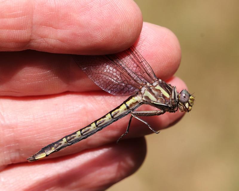 Photo of Ashy Clubtail