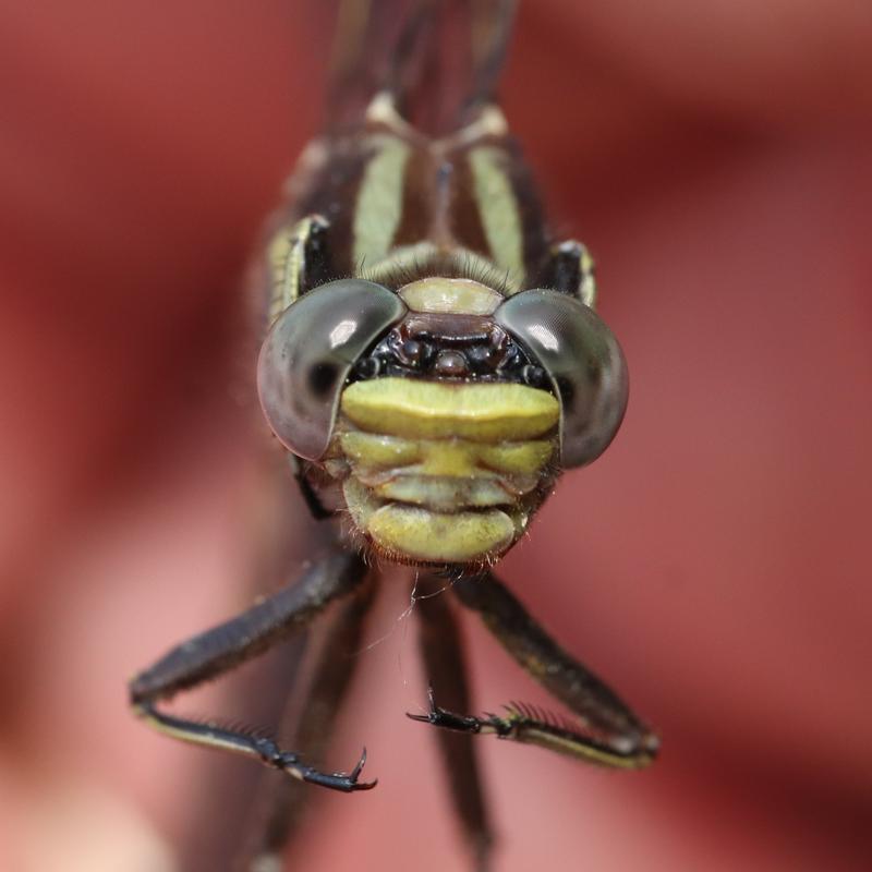 Photo of Ashy Clubtail