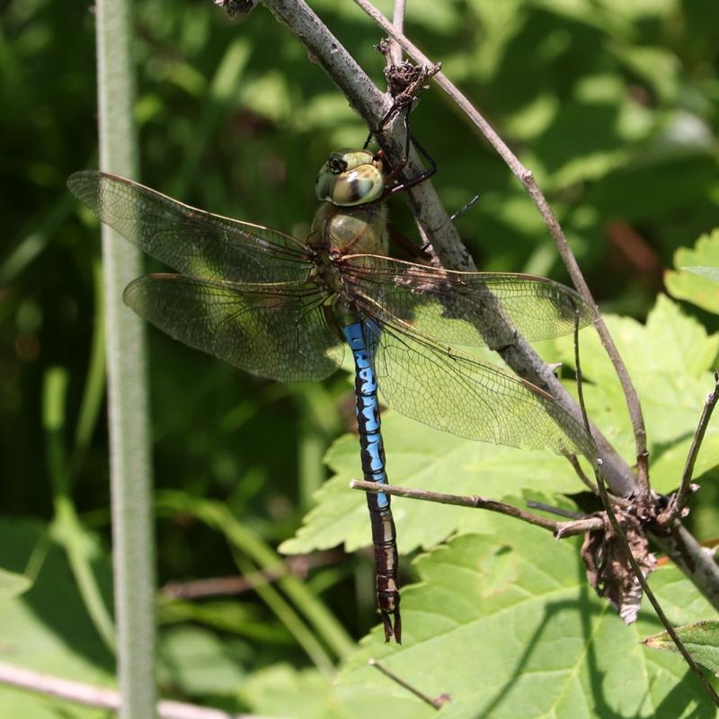 Photo of Common Green Darner