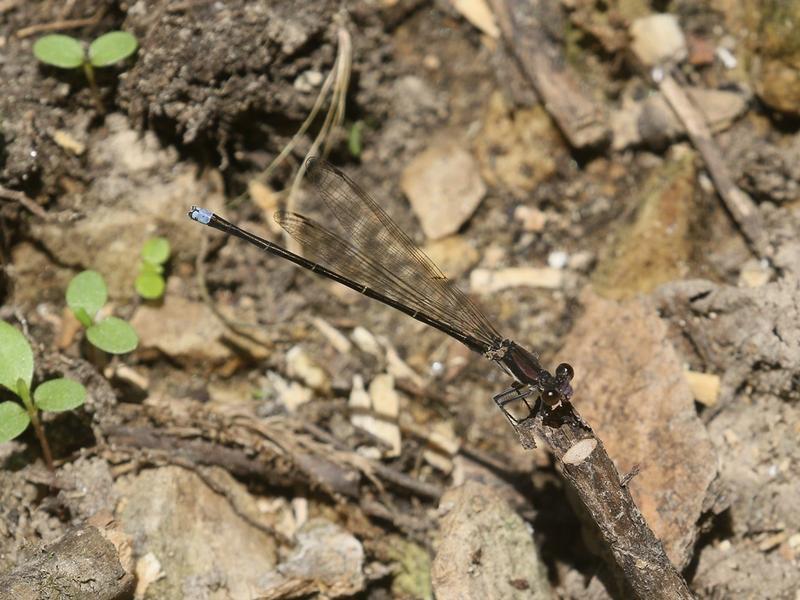 Photo of Blue-tipped Dancer