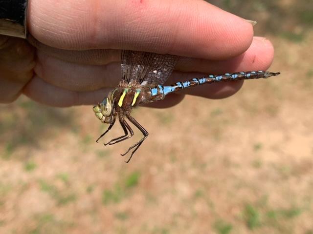 Photo of Springtime Darner