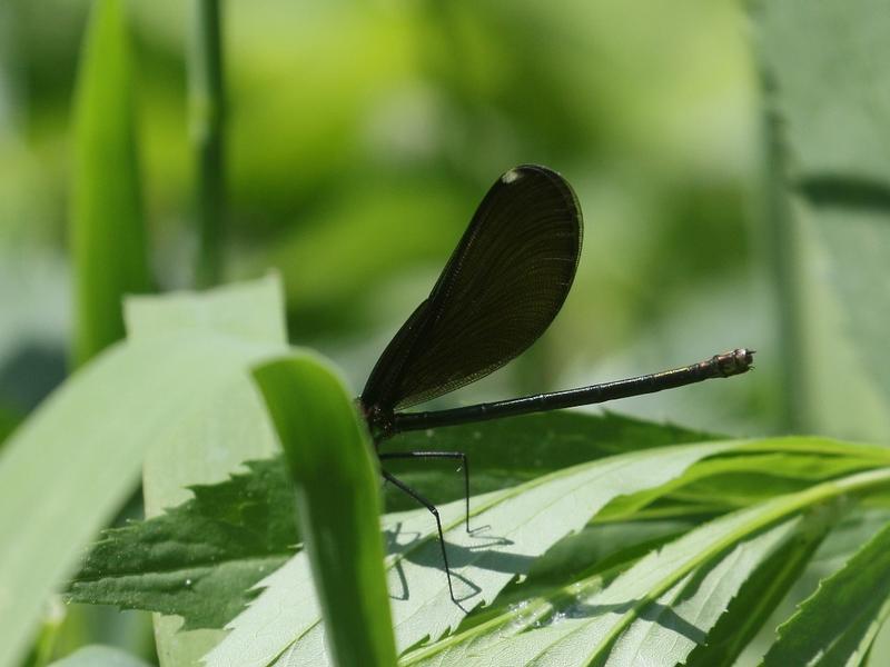 Photo of Ebony Jewelwing