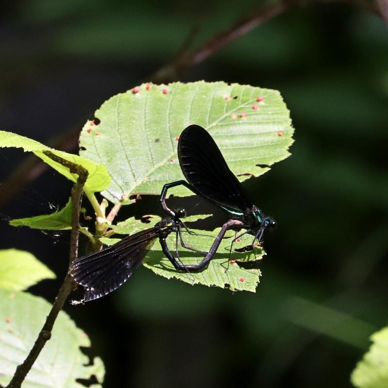 Photo of Ebony Jewelwing