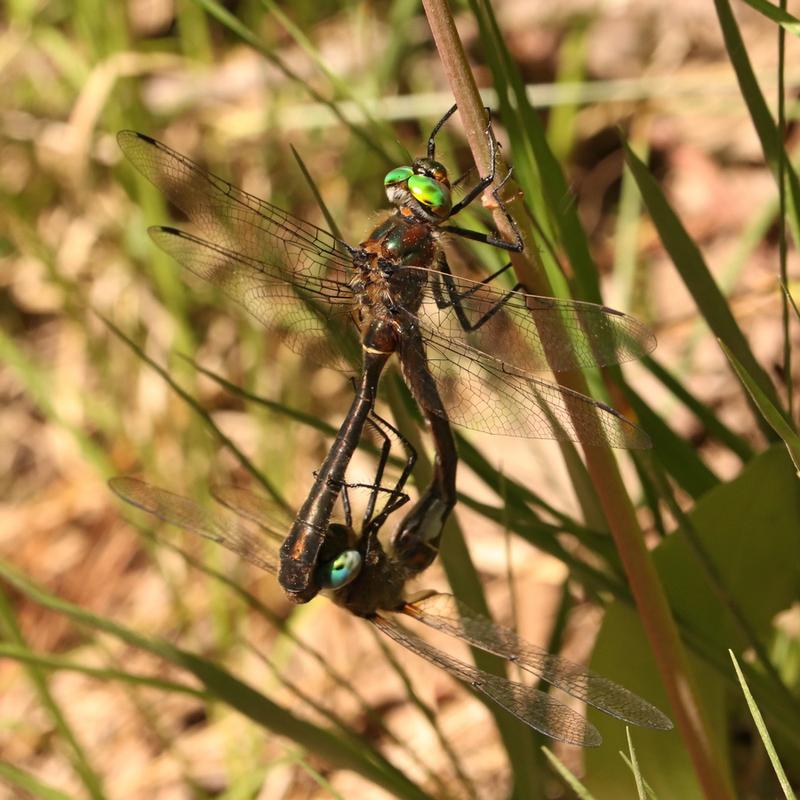 Photo of American Emerald