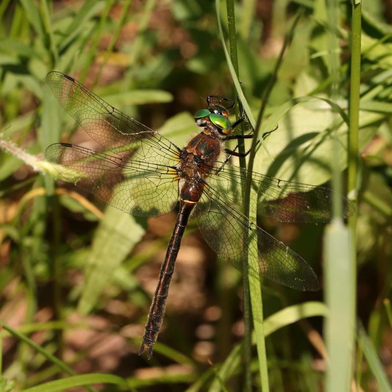 Photo of American Emerald