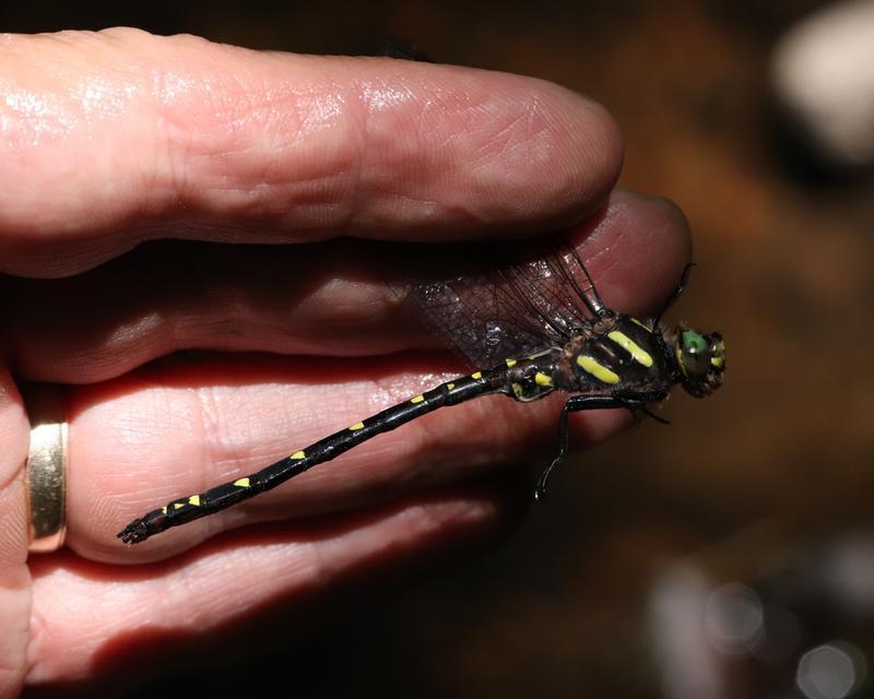 Photo of Twin-spotted Spiketail