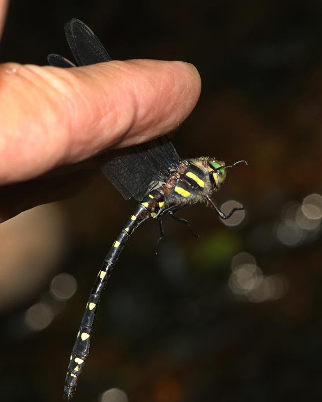 Photo of Twin-spotted Spiketail