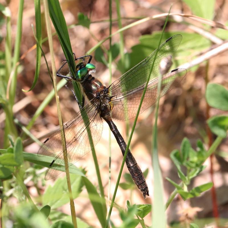 Photo of American Emerald