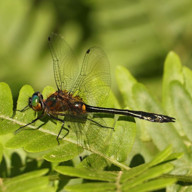 Photo of Racket-tailed Emerald
