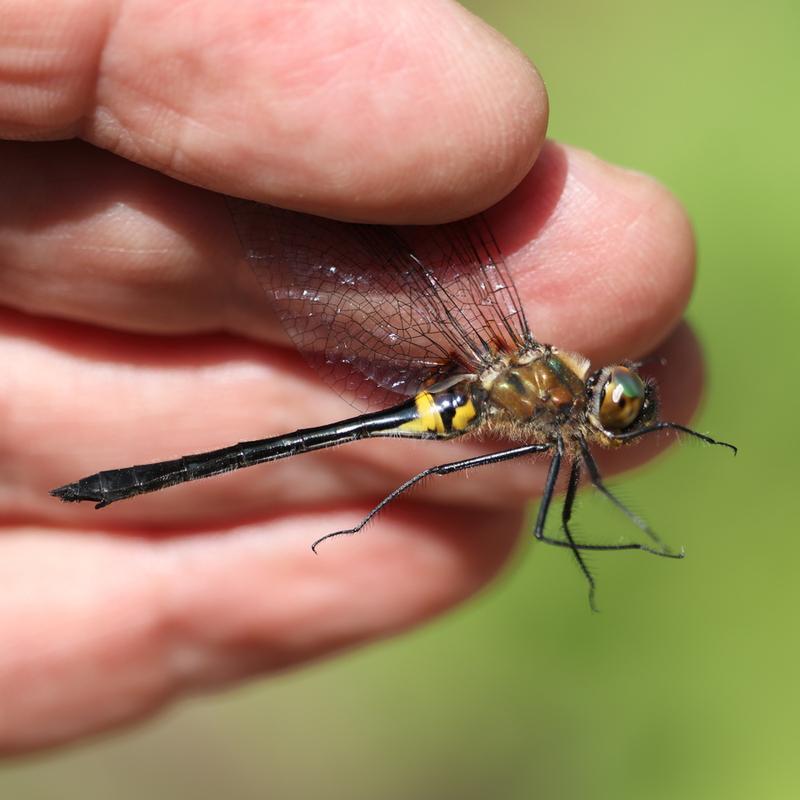 Photo of Racket-tailed Emerald