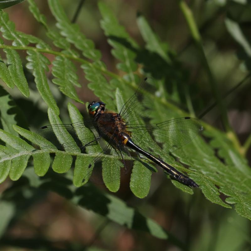 Photo of Racket-tailed Emerald