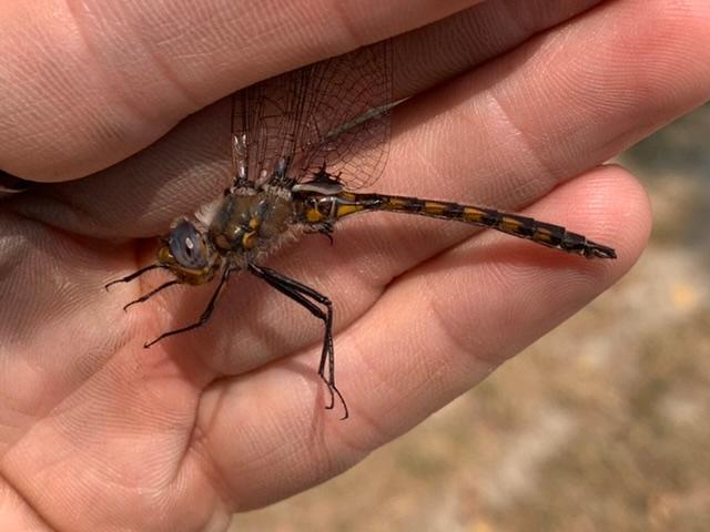 Photo of Beaverpond Baskettail