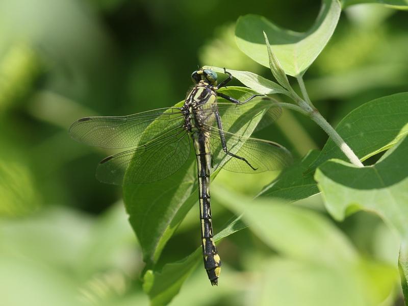 Photo of Midland Clubtail