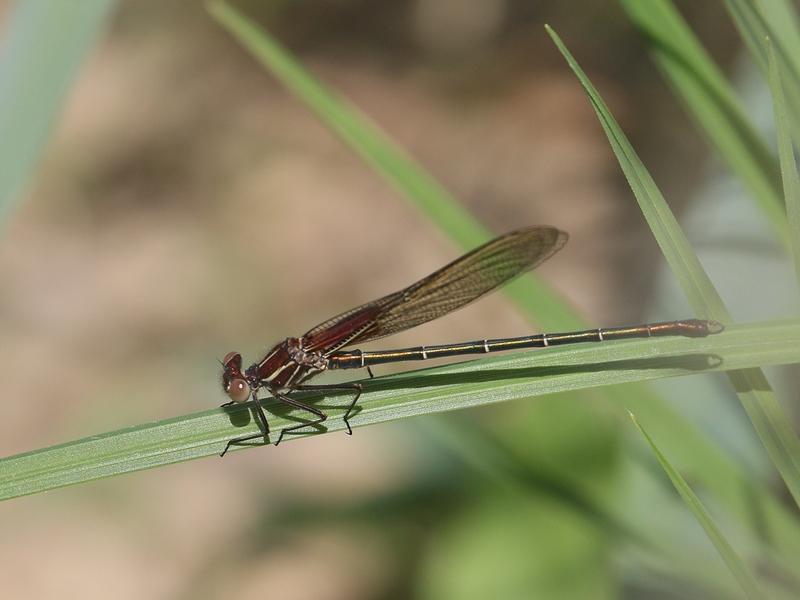 Photo of American Rubyspot