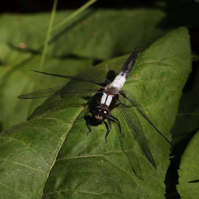 Photo of Chalk-fronted Corporal