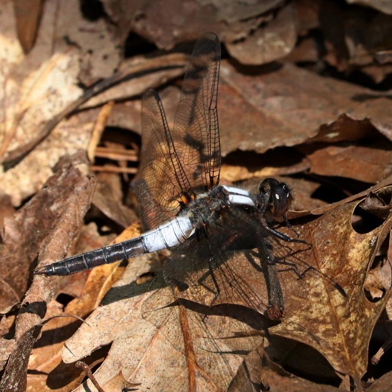 Photo of Chalk-fronted Corporal