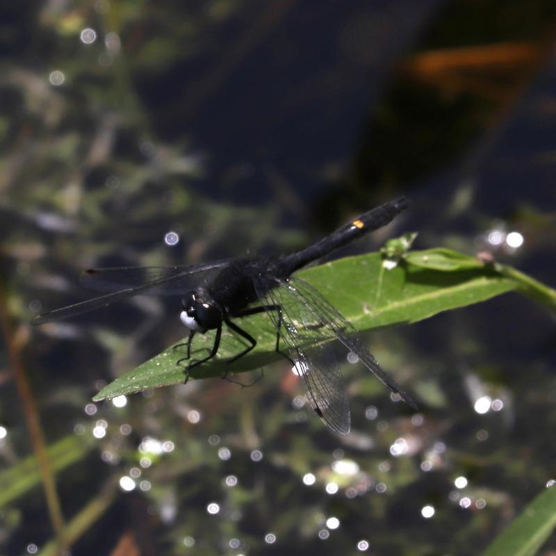 Photo of Dot-tailed Whiteface