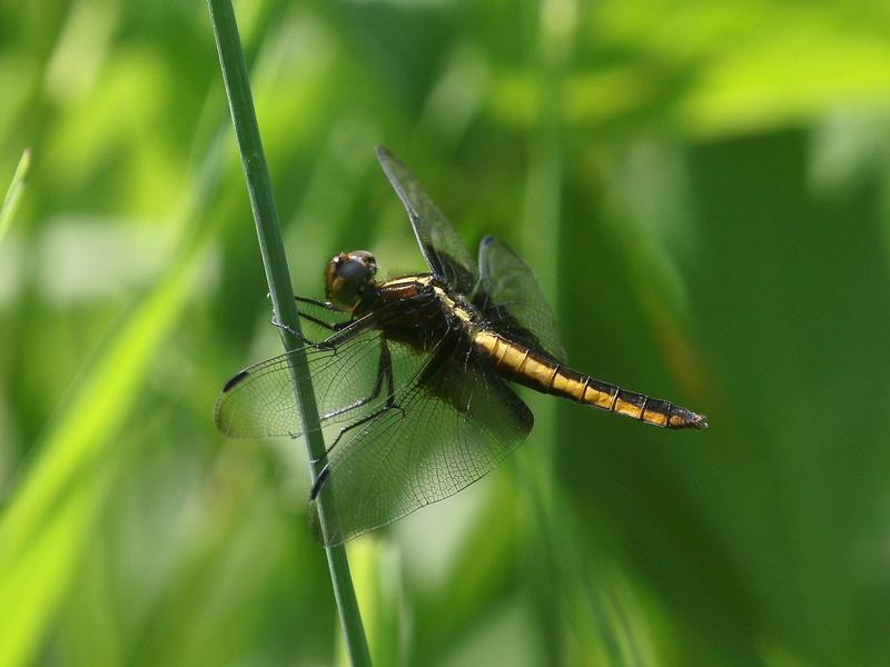 Photo of Widow Skimmer