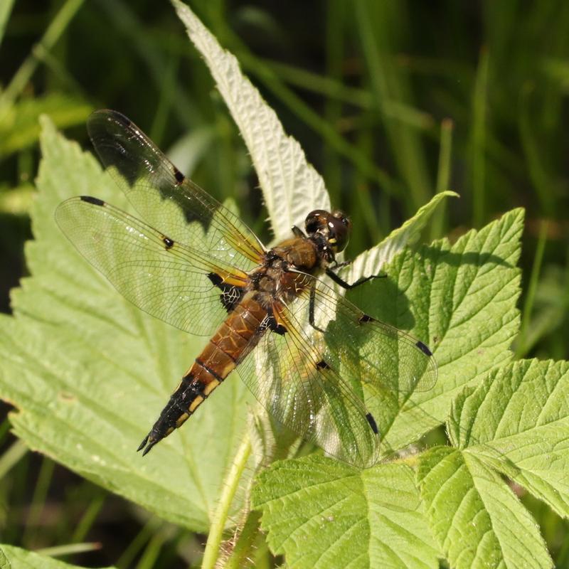 Photo of Four-spotted Skimmer