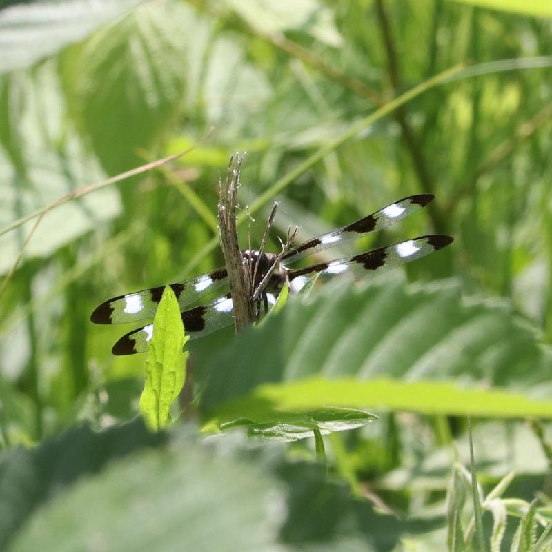 Photo of Twelve-spotted Skimmer