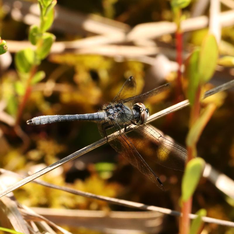 Photo of Elfin Skimmer